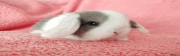Mini Lop rabbits for sale: Baby mini lops for sale  - Advert 8