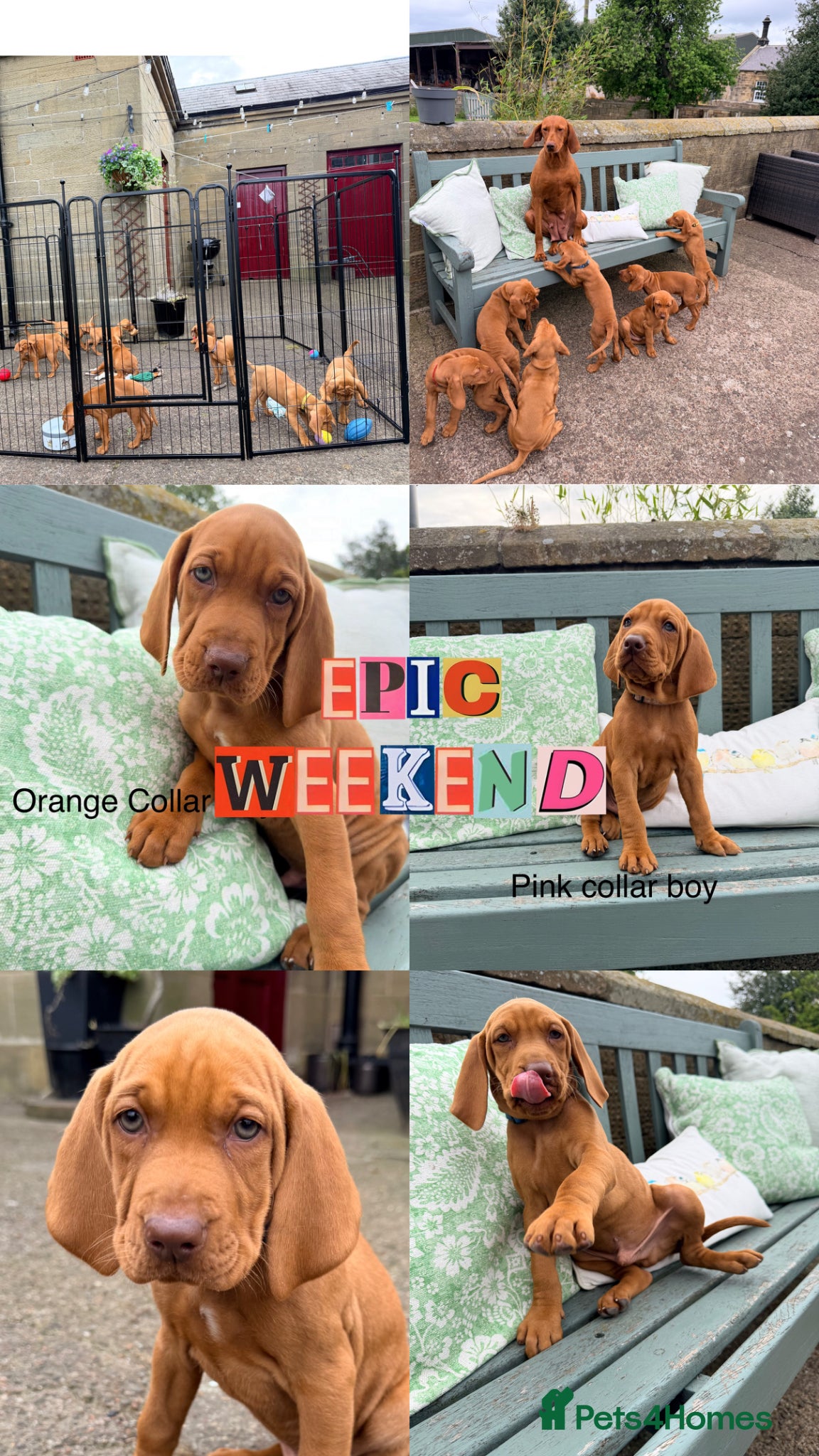 Hungarian Vizsla dogs !!READY TUESDAY!!! Beautiful KC Reg. Vizsla Pups - Advert 1