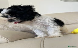 Biewer Terrier dogs for sale: ✨KC Beautiful Biewer x Biro Terrier Puppies✨   - Image 27
