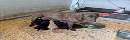 Labrador Retriever dogs for sale: Beautiful show bred chunky puppies  - Advert 4