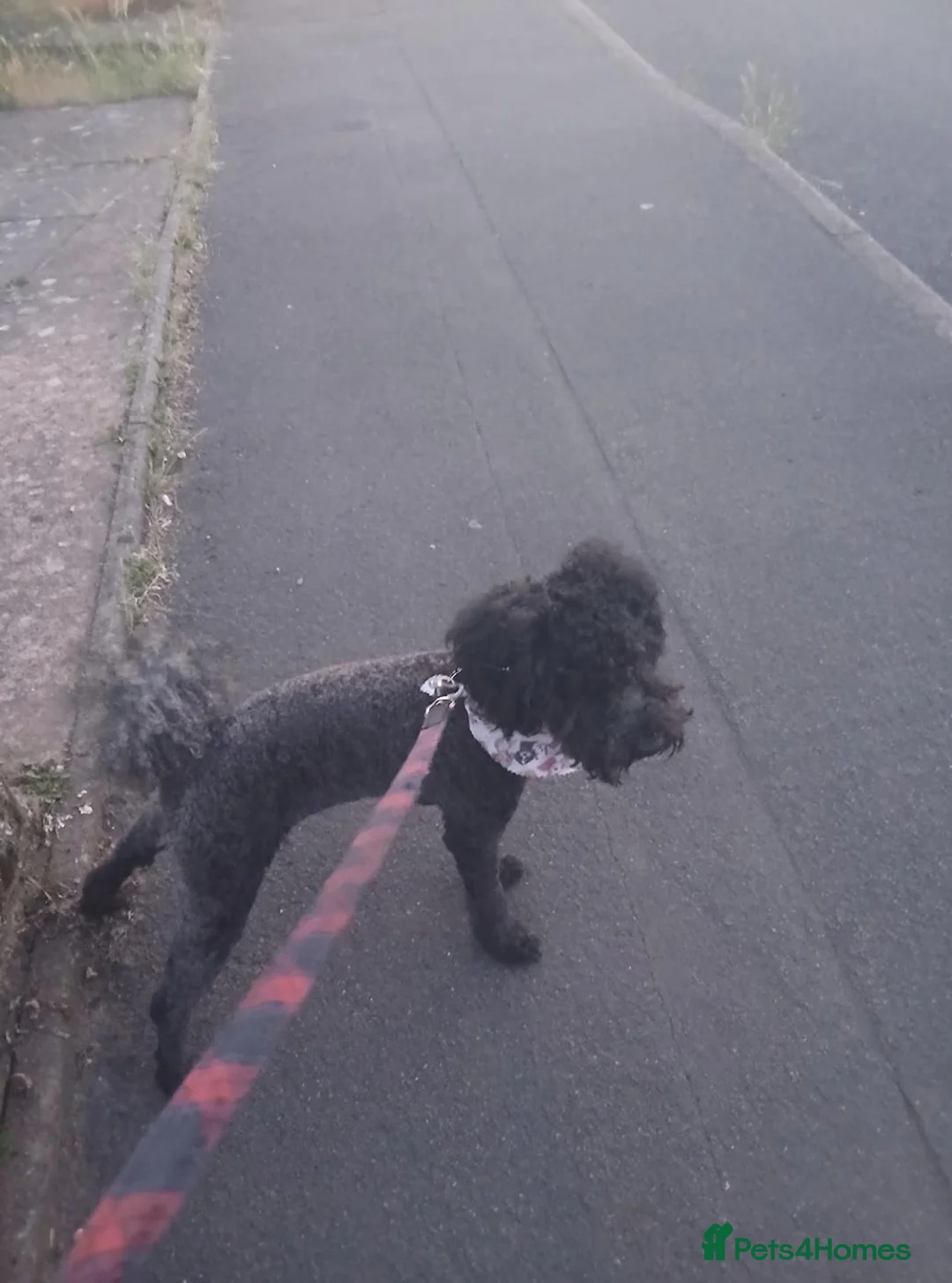 Miniature Poodle dogs for sale: Miniature poodle  - Advert 2