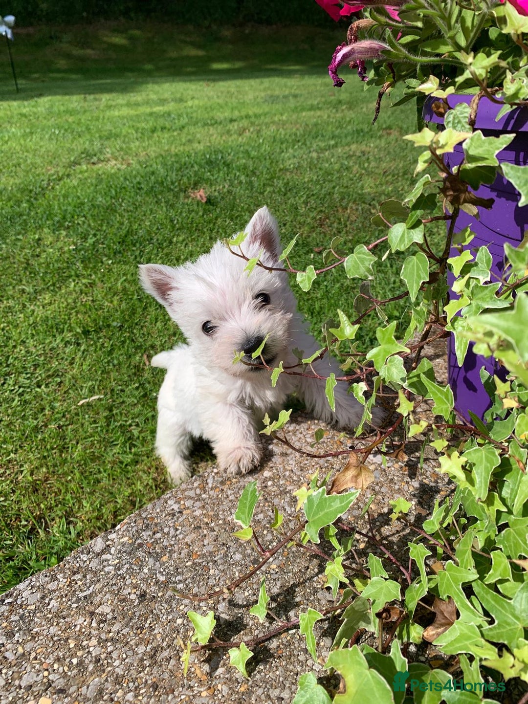 West Highland Terrier dogs for sale: Pedigree West highland terriers  - Image 15