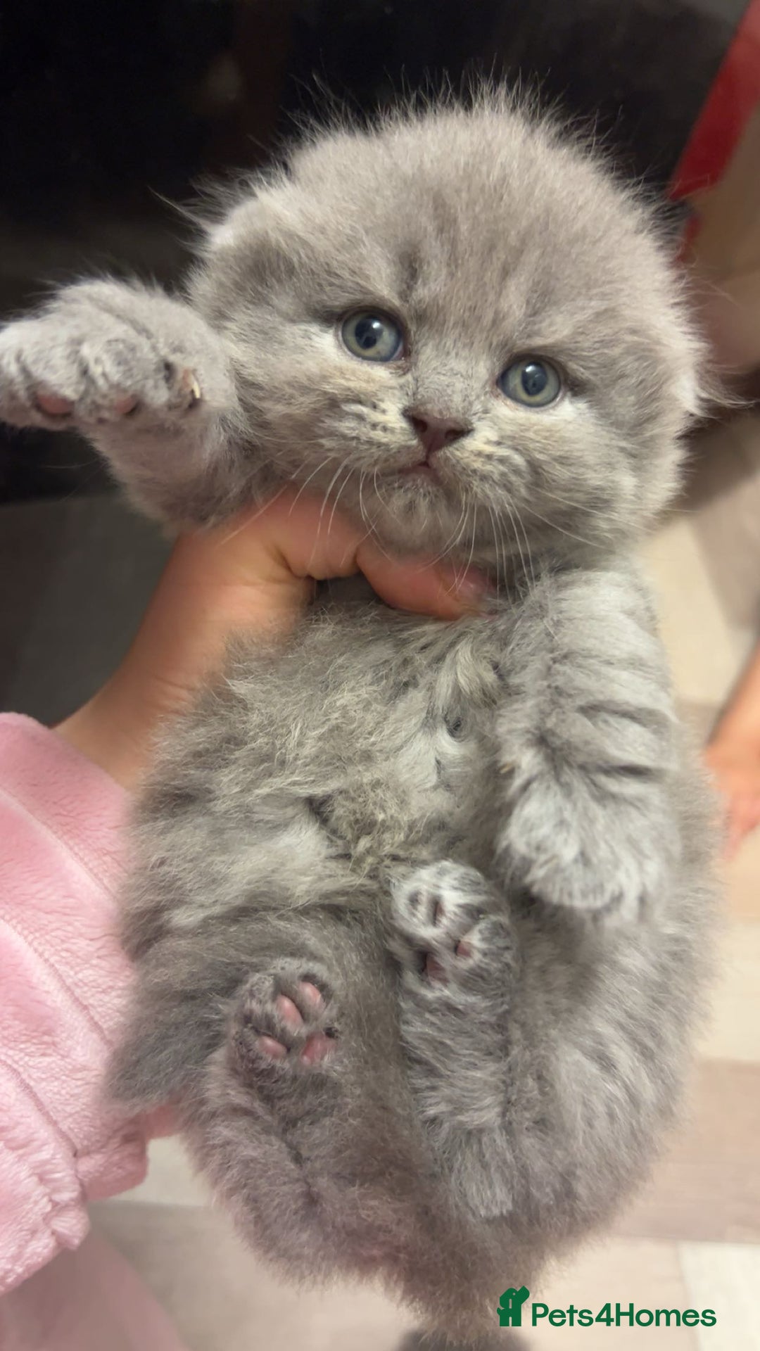Scottish Fold cats for sale: Scottish fold kittens  - Advert 5