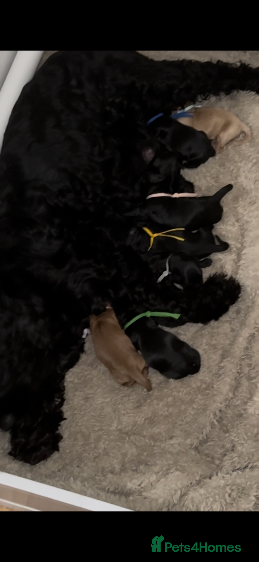 Cockapoo dogs for sale: F1 Cockapoo Puppies - Image 8