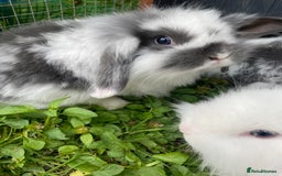 Mixed Breed rabbits for sale: Baby rabbits male and females - Image 8