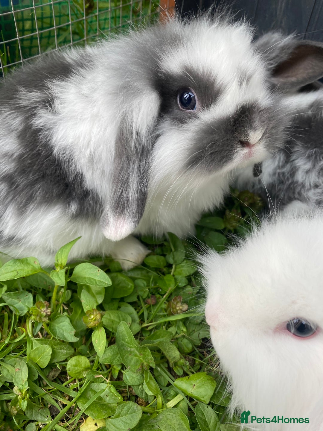 Mixed Breed rabbits for sale: Baby rabbits male and females - Image 8
