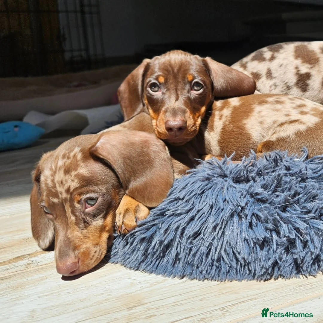 Miniature Dachshund dogs for sale: Mini Dachshund Puppies for sale  in Glasgow - Advert 2