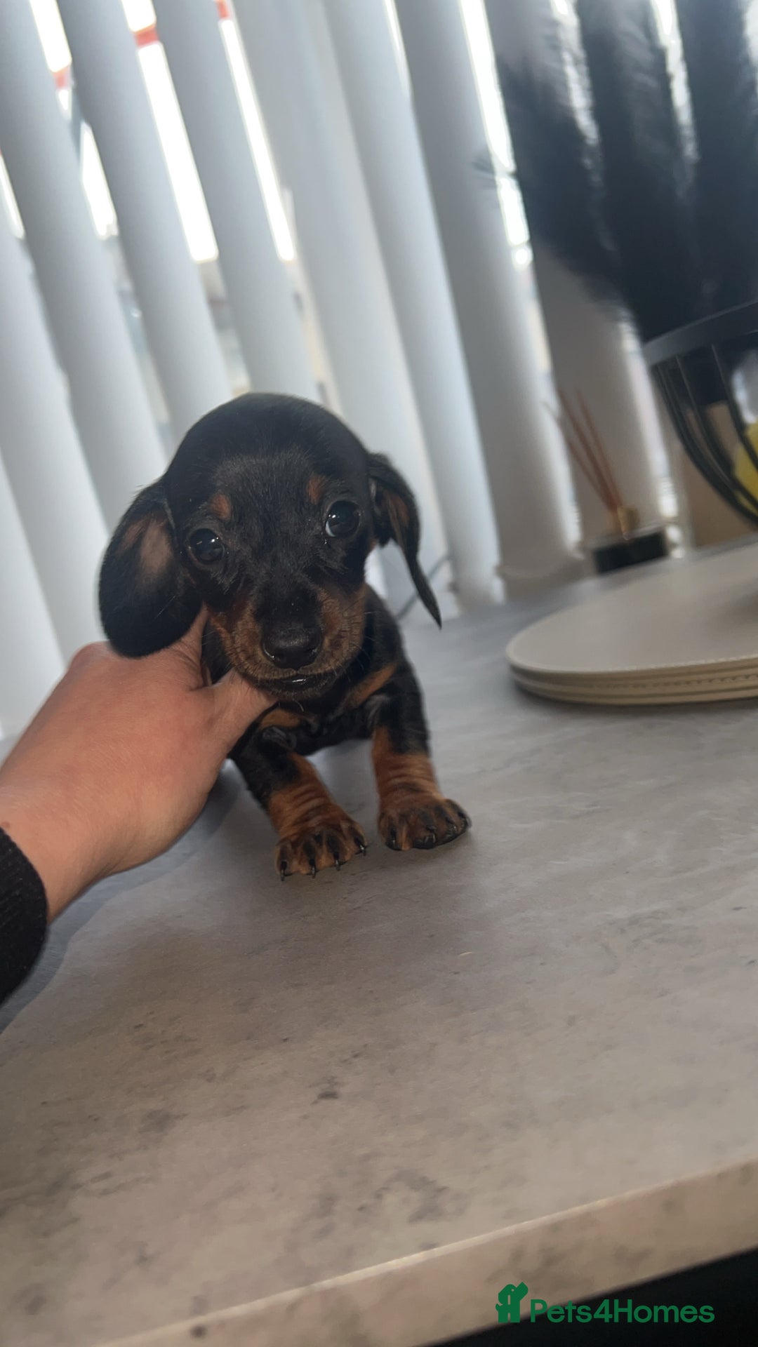 Dachshund dogs for sale: ✨Dachshunds 👀 for forever 🏡 £900 ONO✨ - Advert 8