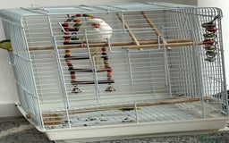 Ringnecks birds for sale: Ring neck Indian parrot  - Image 1