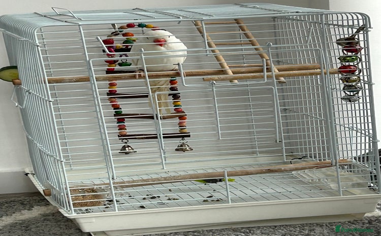 Ringnecks birds - Advert 8