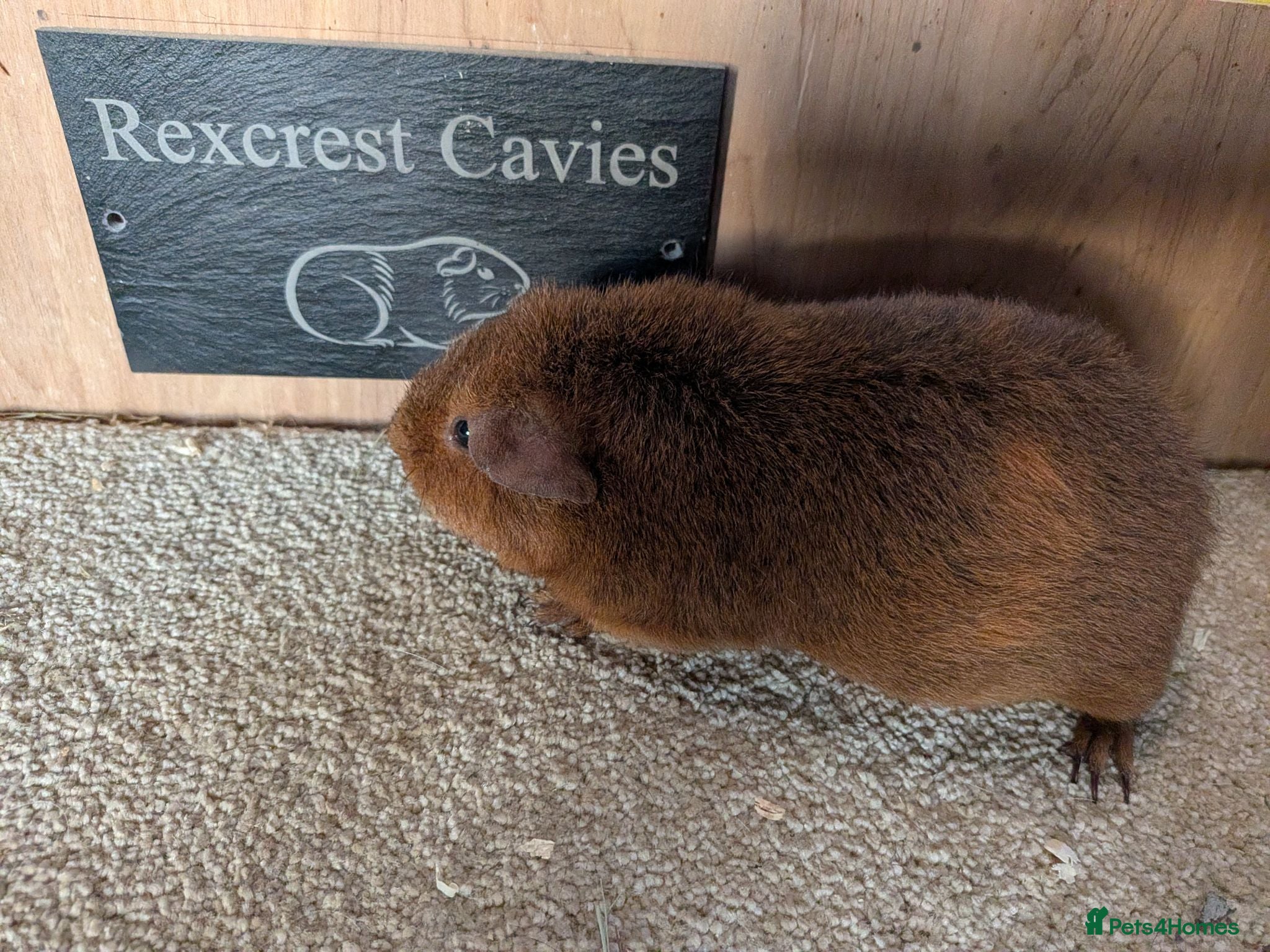 Guinea Pig rodents Two Rex's sows  - Advert 3