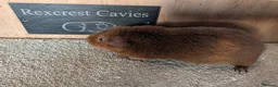 Guinea Pig rodents for sale: Two Rex's sows  in Wisbech - Advert 1