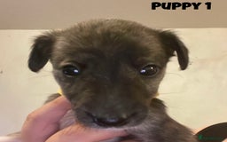 Mixed Breed dogs for sale: Puppies For Sale!  - Image 2