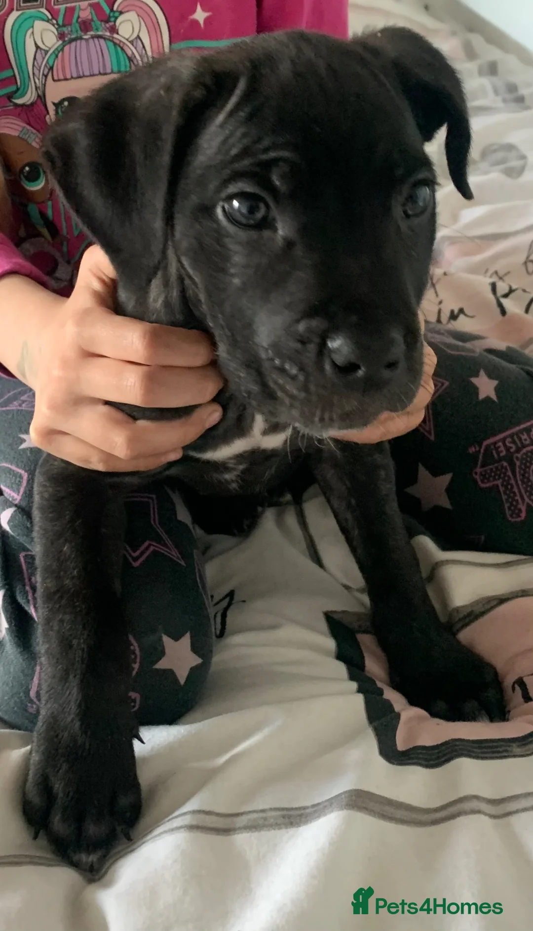Cane Corso dogs for sale: Black brindle Cane Corso puppy  - Advert 2