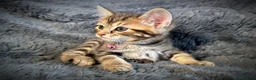 Mixed Breed cats for sale: 5 beautiful kittens  - Advert 8