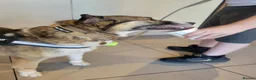 Mixed Breed dogs for adoption: Doucia for adoption in Hastings - Advert 7