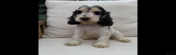 Cocker Spaniel dogs for sale: READY NOW KC SHOW COCKER SPANIELS  in Hull - Advert 4