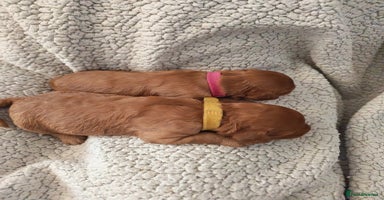 Cavapoo dogs - Advert 5