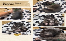 Belgian Shepherd Dog dogs for sale: 🐾 Belgian Malinois x Dutch Herder Puppies 🐾 - Image 7