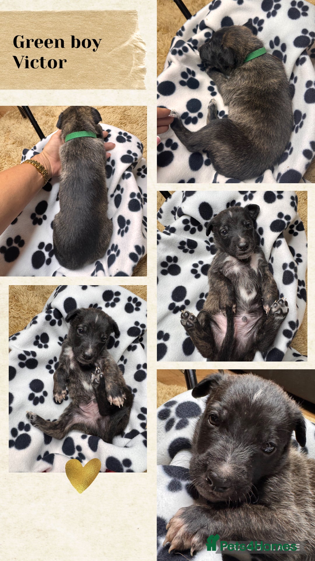 Belgian Shepherd Dog dogs for sale: 🐾 Belgian Malinois x Dutch Herder Puppies 🐾 - Image 7