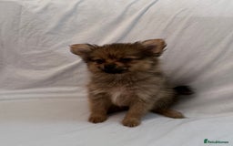 Pomeranian dogs for sale: 4 stunning Pomeranian girls ready for collection  - Image 2