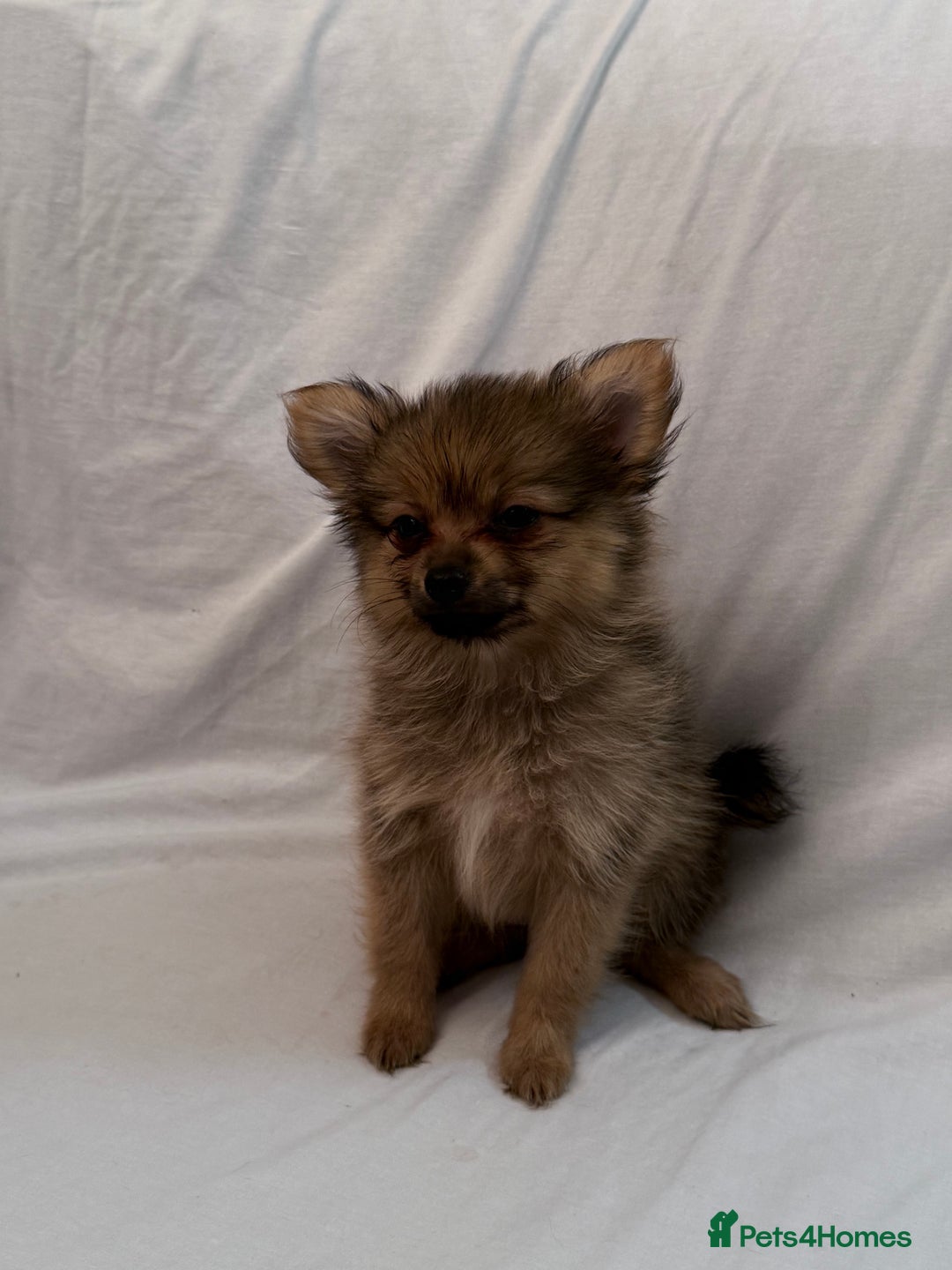 Pomeranian dogs for sale: 4 stunning Pomeranian girls ready for collection  - Image 2