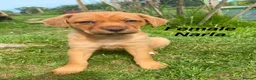 Mixed Breed dogs for sale: Gorgeous female Mixed Breed Puppy- ready now :) - Advert 3