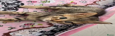 Cinnamon - spotted tabby