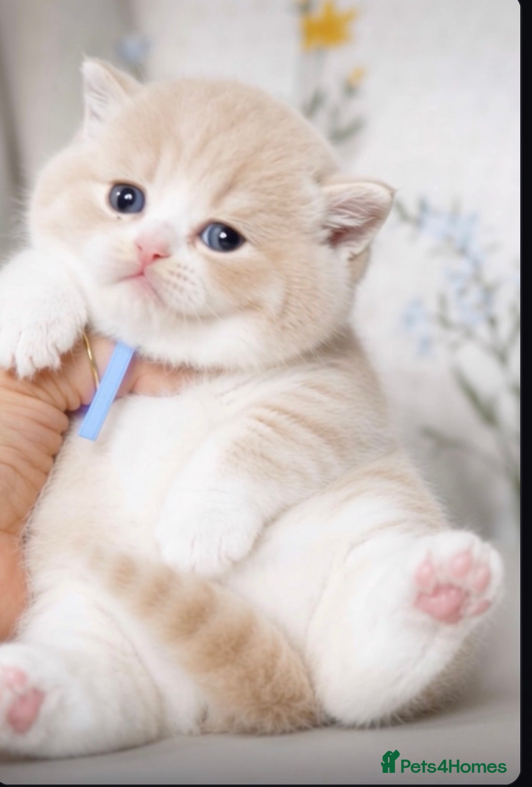 British Shorthair cats 🐾Ready to go 23rd June   - Advert 8