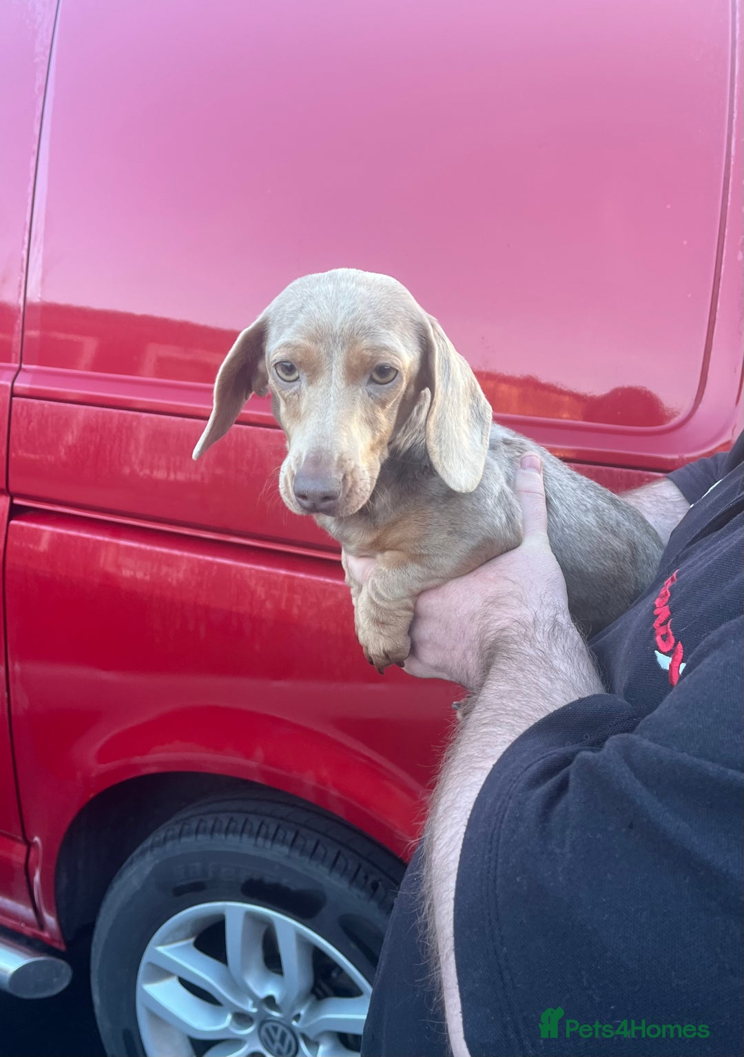 Miniature Dachshund dogs for sale: miniature pedigree dachshund for sale  - Advert 4