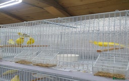 Canaries birds for sale: Canary for sale  - Image 13