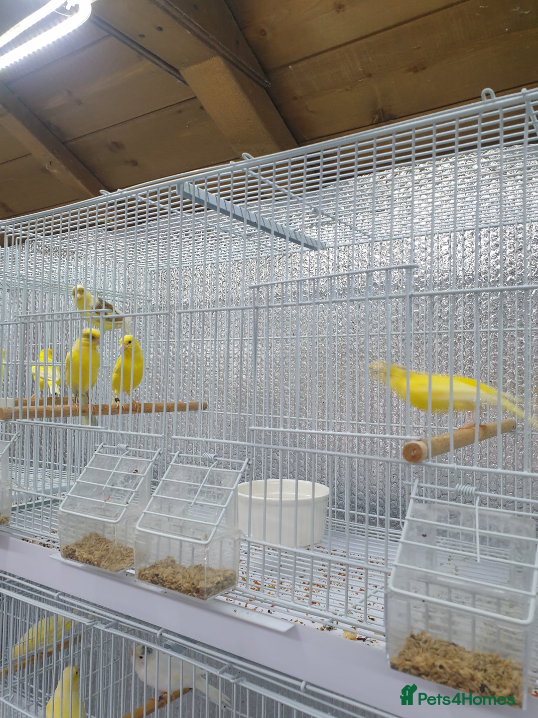 Canaries birds for sale: Canary for sale  - Image 13
