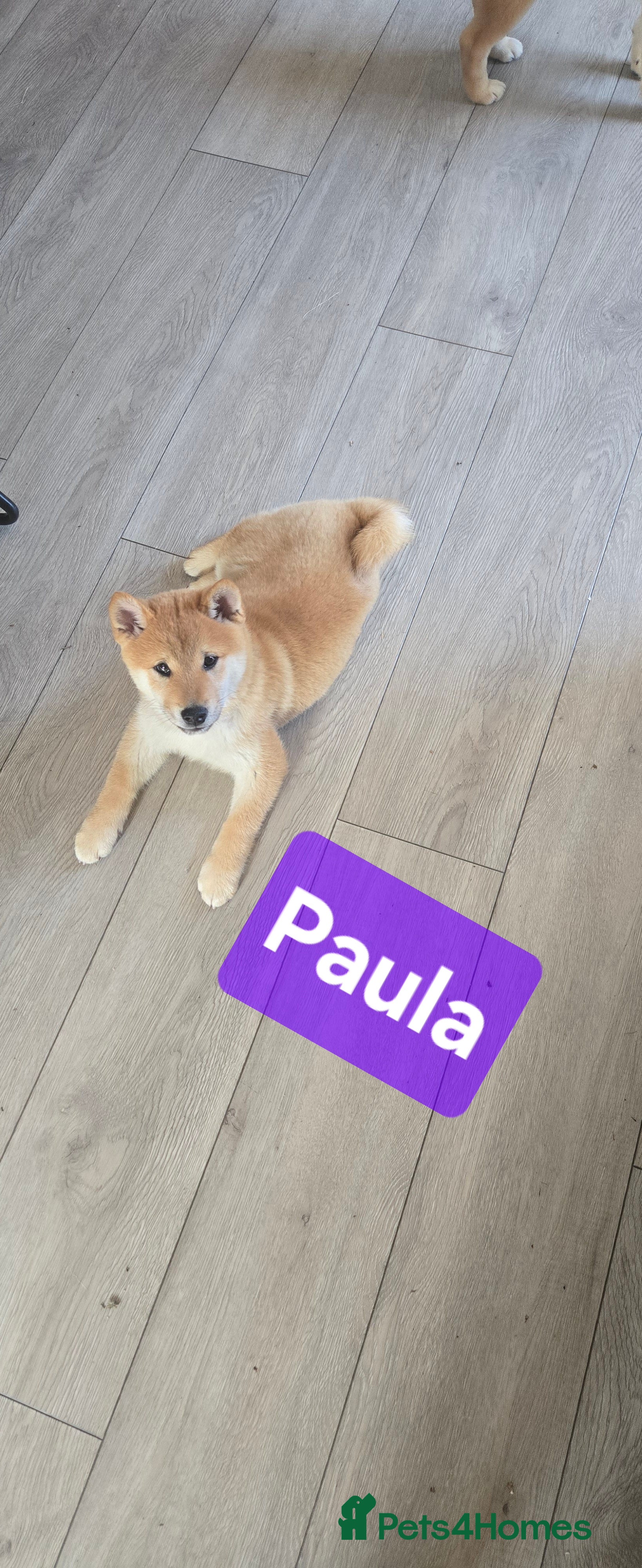 Japanese Shiba Inu dogs 3 stunning Shiba Inu puppies  - Advert 10