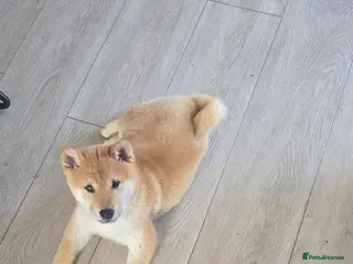 Japanese Shiba Inu dogs 3 stunning Shiba Inu puppies - Advert 1