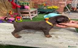 Dobermann dogs for sale: Doberman brown & tan - Image 23