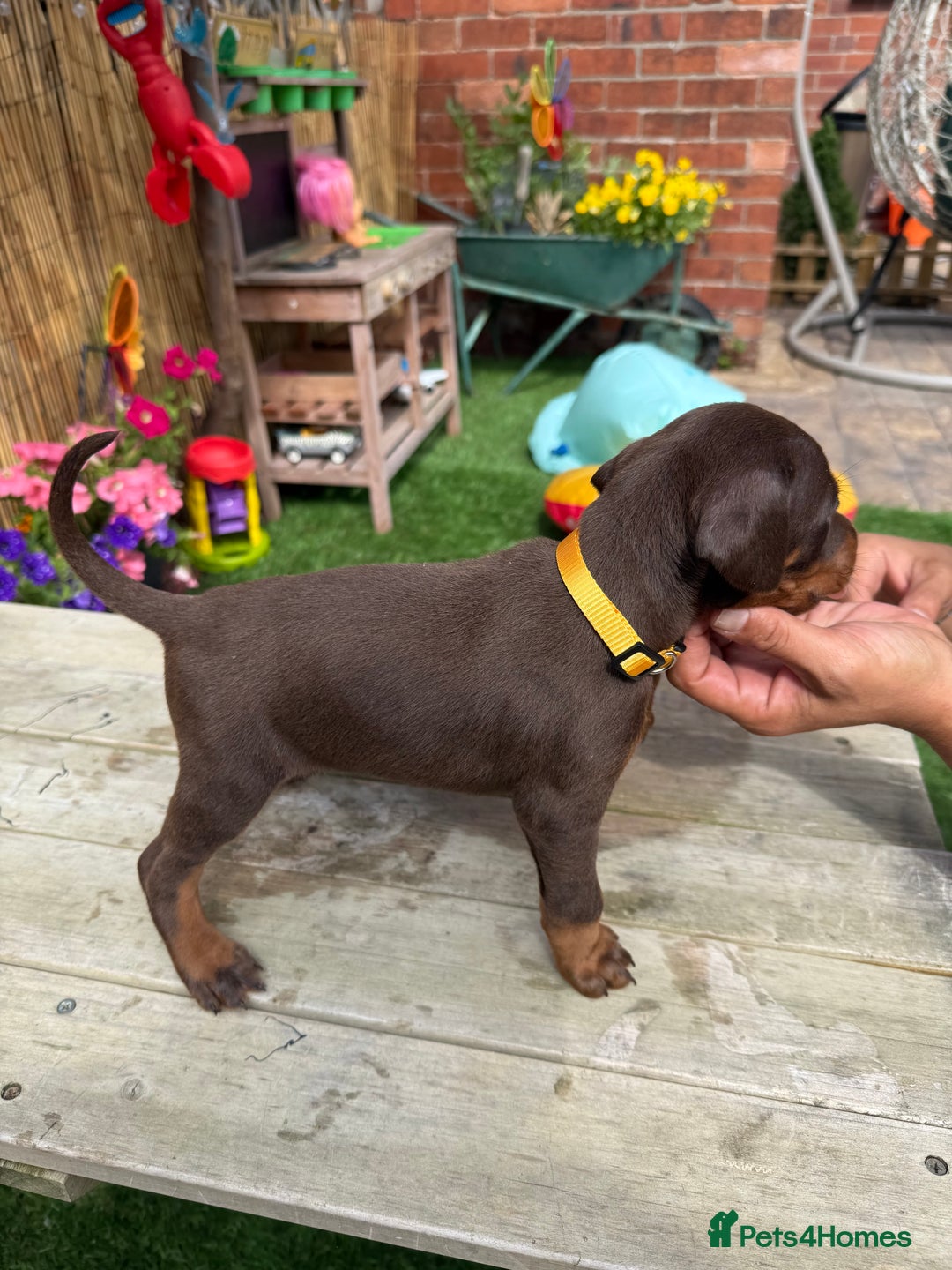 Dobermann dogs for sale: Doberman brown & tan - Image 23