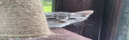 Mixed Breed cats for adoption: Rescue kittens for adoption  - Advert 3