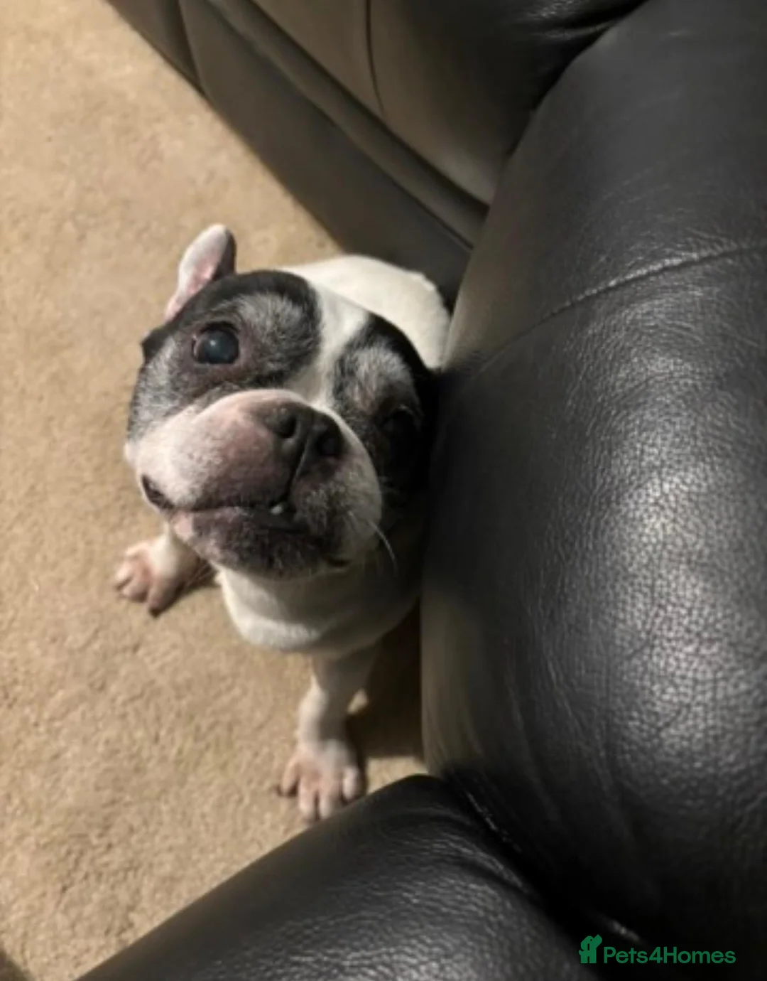 French Bulldog dogs for sale: French Bulldog - 11 years old in Havant - Advert 2