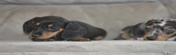 Dachshund dogs for sale: Amazing dachshund puppies - Advert 6