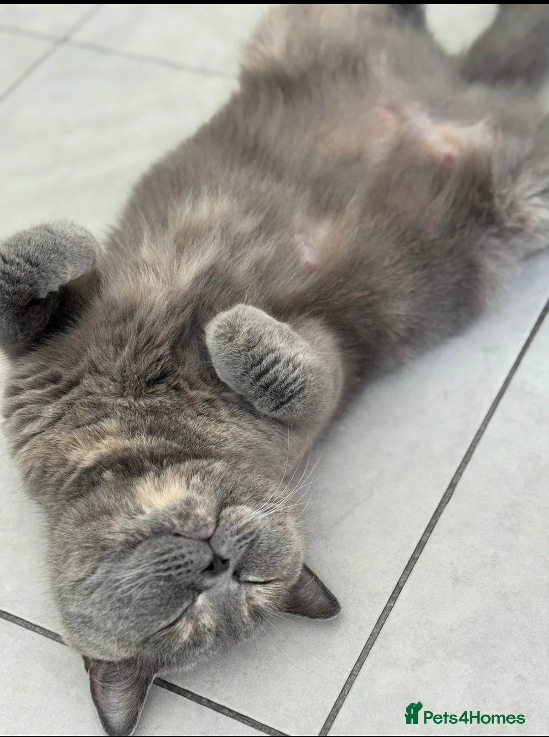 British Shorthair cats for sale: British shorthair girls looking for new homes  - Advert 3