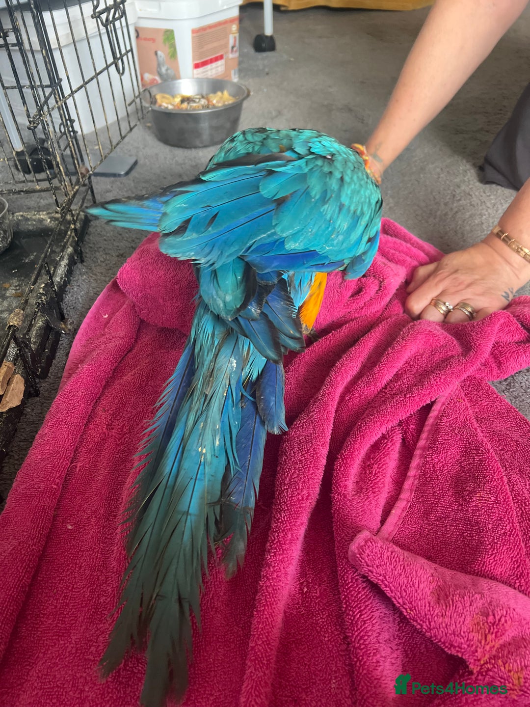 Macaws birds for sale: Hand reared blue & gold Macaw Chick - Image 35