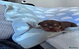 English Bulldog dogs for sale: Self Whelped Healthy English bulldog Babies❤️🤍 - Image 23