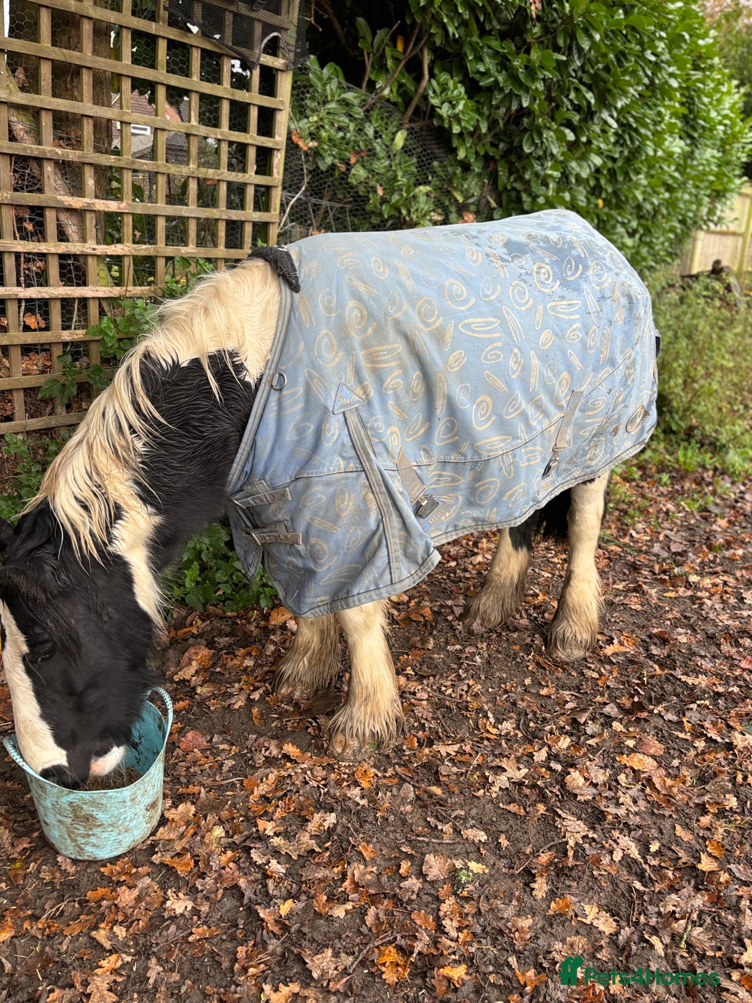 Irish Cob horses for sale: Pc pony / family ,rda lr  - Advert 3