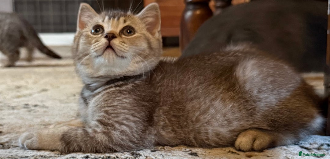 British Shorthair cats for sale: Beautiful British shorthairs  - Image 7