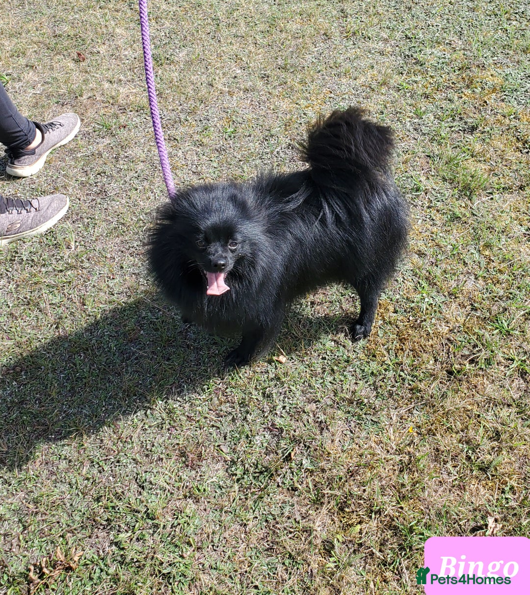 German Spitz dogs for sale: Bluey & Bingo looking for Loving Homes.  - Advert 19