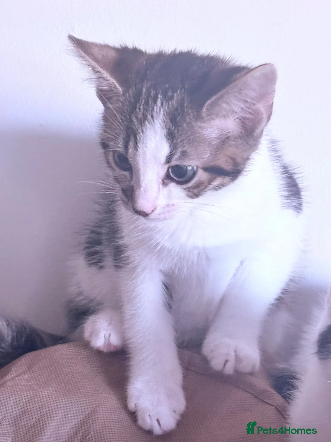 Mixed Breed cats for sale: 5 kittens for sale 14 weeks old in Hinckley - Advert 2