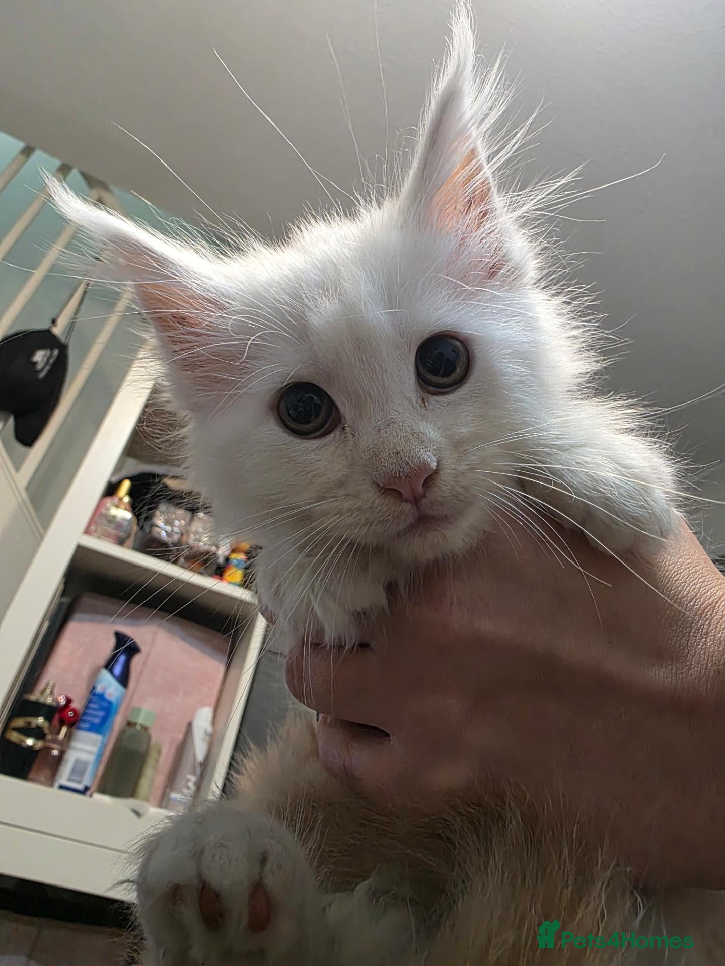 Maine Coon cats 🐾 Beautiful Maine Coon Kittens 🐾 - Advert 2