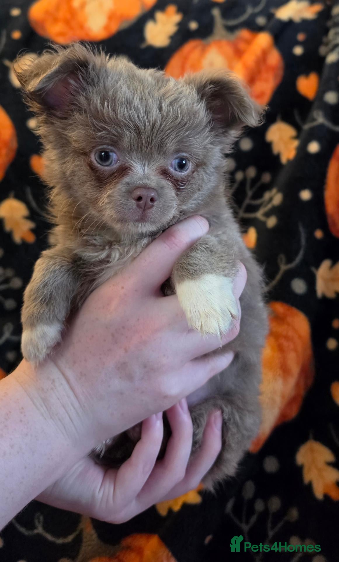 Chihuahua dogs Long coat chihuahua puppies kc registered - Advert 3
