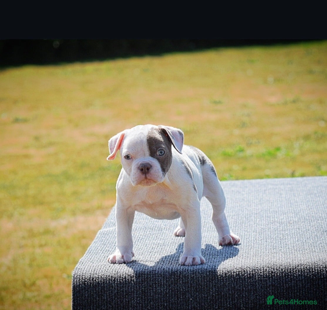 Old Tyme Bulldog dogs 23 years 5⭐️licensed Registered Breeder.  - Advert 6