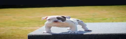Old Tyme Bulldog dogs for sale: 23 years 5⭐️licensed Registered Breeder.  - Advert 3
